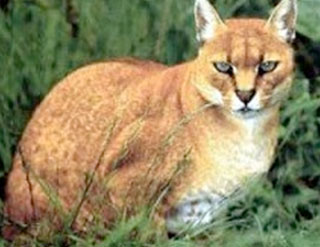 African Golden Cat