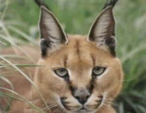 Caracal - Feline Conservation Foundation