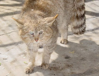 Chinese Desert Cat