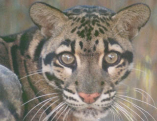 Clouded Leopard