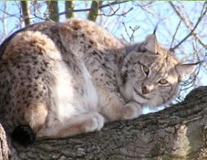 Eurasian Lynx - Feline Conservation Foundation