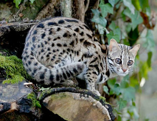 Leopard Cat - Feline Conservation Foundation