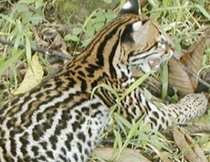 Ocelot - Feline Conservation Foundation