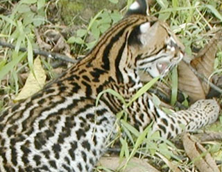 Ocelot