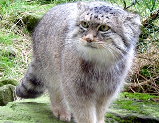 Pallas Cat  Manul cat, Pallas's cat, Wild cat species