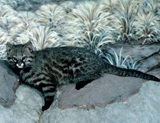 Pampas Cat