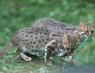 Rusty Spotted Cat