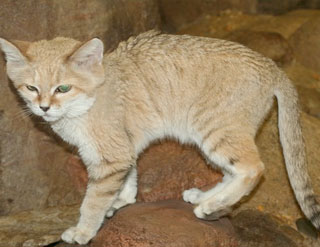 Sand Cat