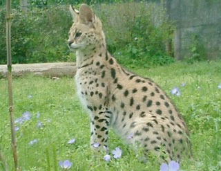 Serval