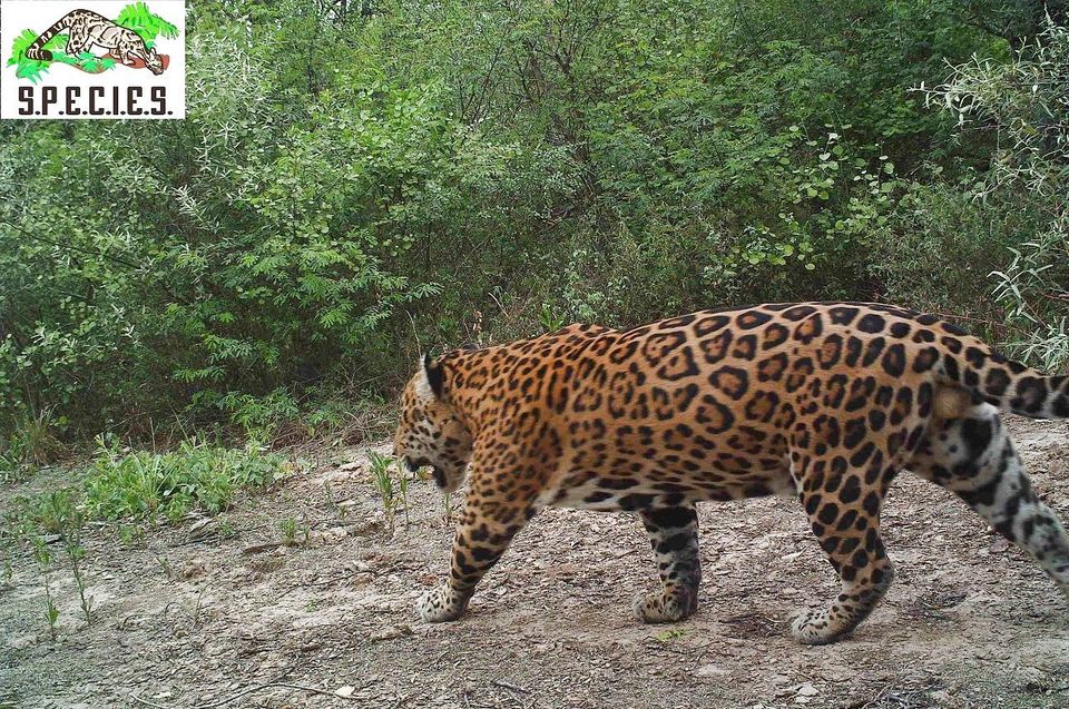 The Jaguar Project Feline Conservation Foundation